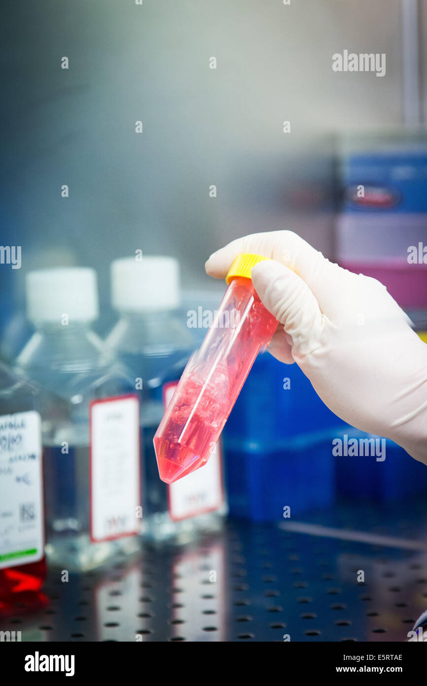 Mesenchymal Stem Cells (MSC) cultures in basal medium. Stock Photo