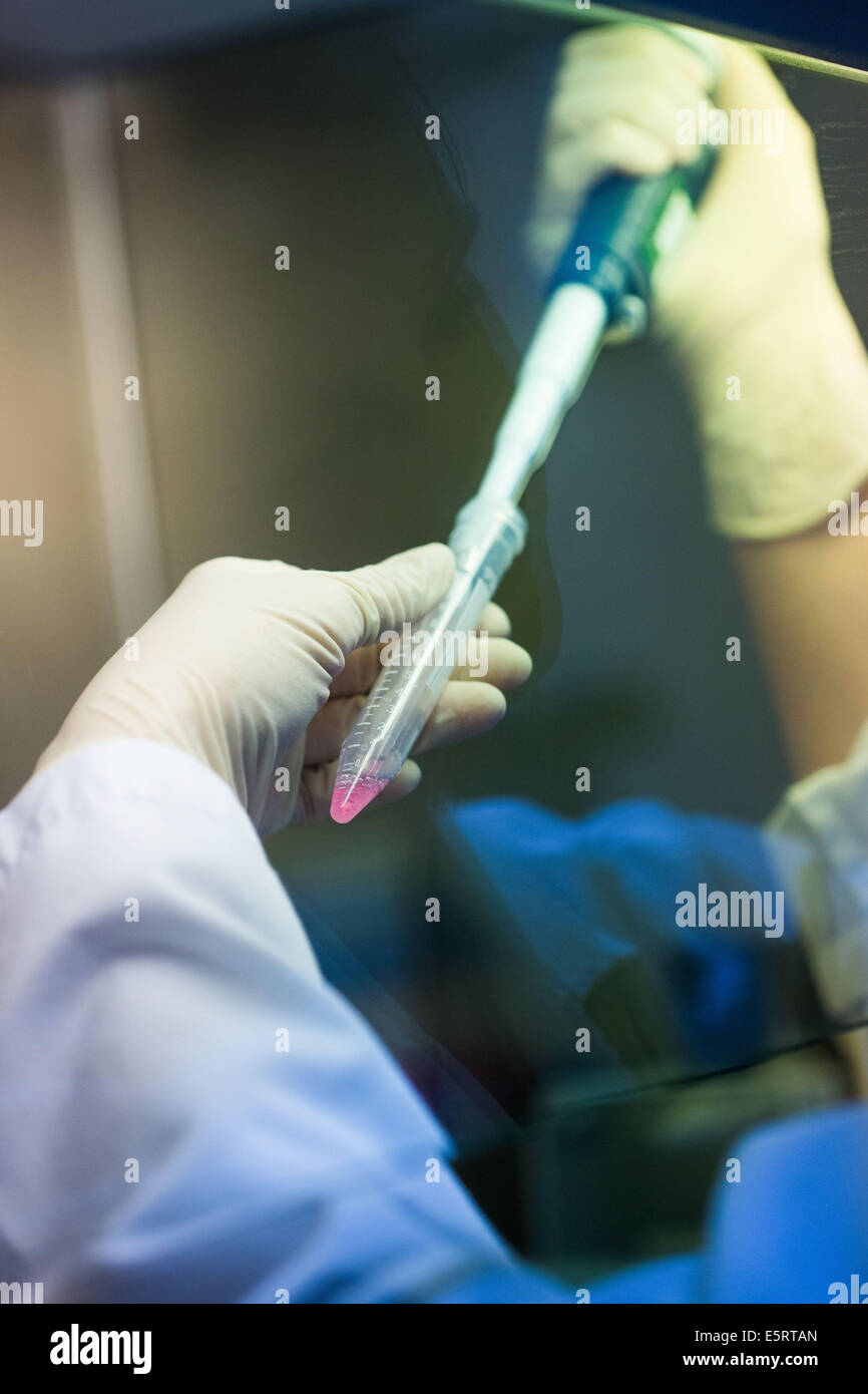 Researcher pipetting basal medium from Mesenchymal Stem Cells (MSC) culture. Stock Photo