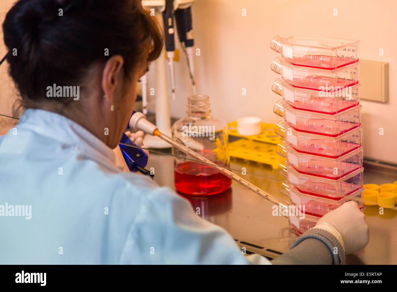 Researcher pipetting Mesenchymal Stem Cells (MSC) culture. Stock Photo