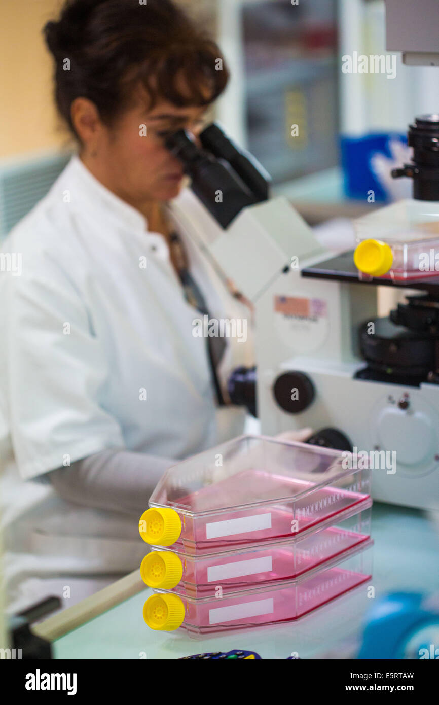 Researcher observing with microscope Mesenchymal Stem Cells (MSC) culture. Stock Photo
