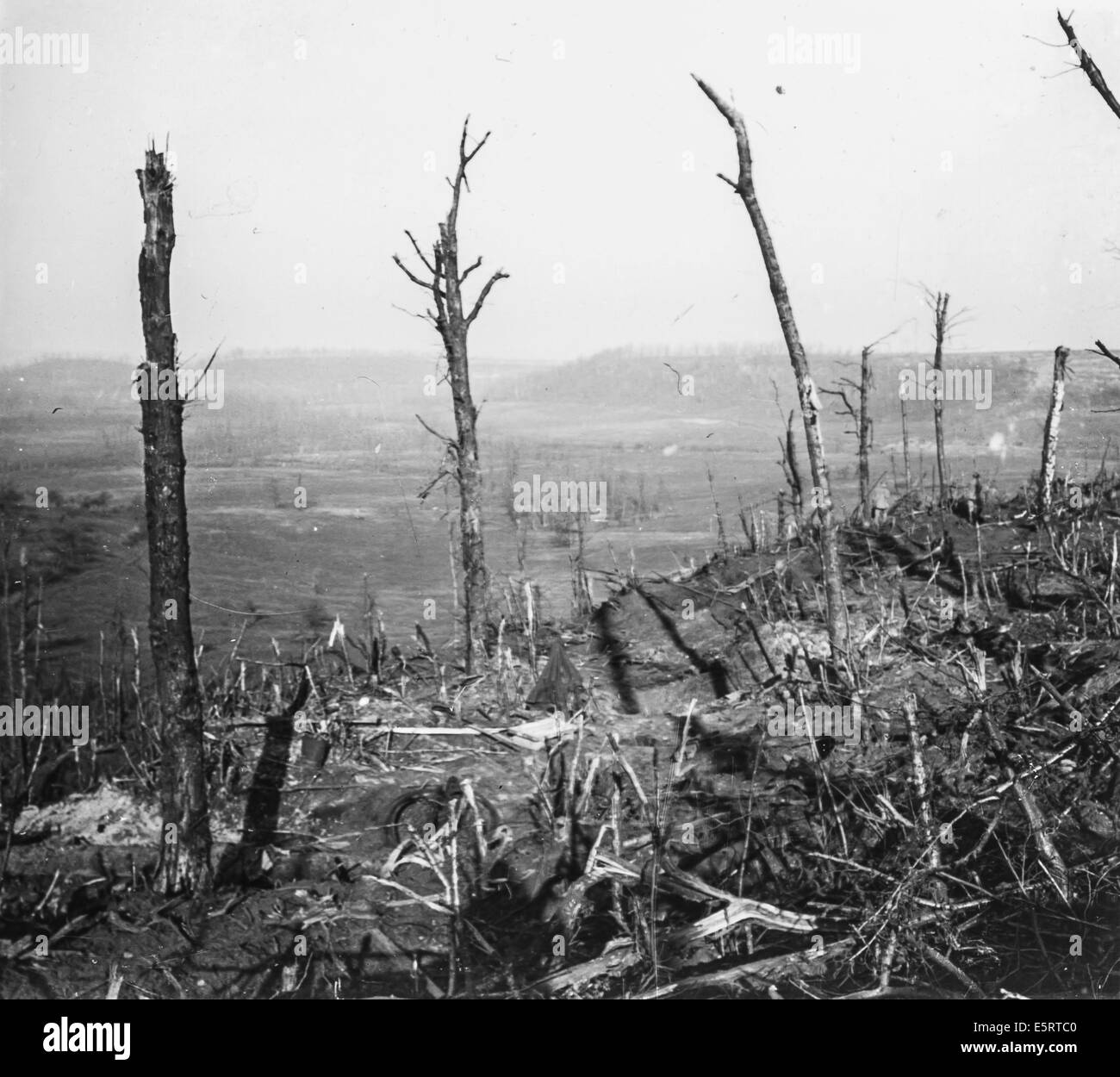 Destroyed trees on the battlefield of the Chemin des Dames, in 1917, Aisne, France. Stock Photo