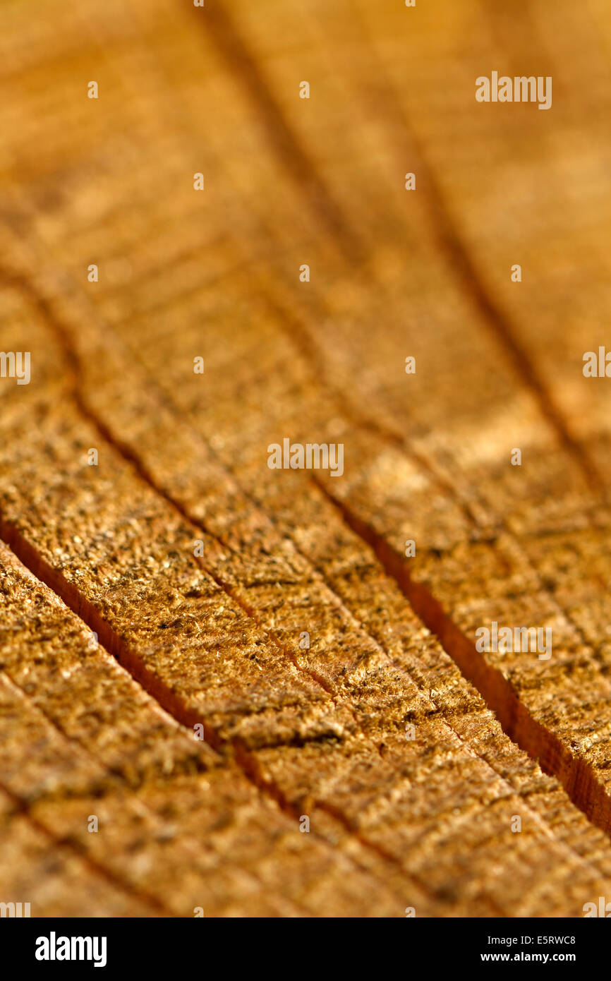 Wood grain, close up Stock Photo - Alamy