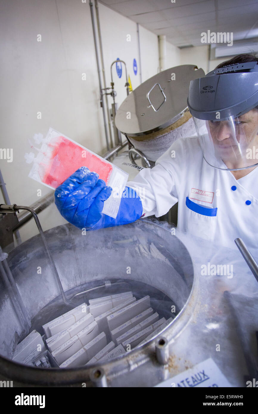 Technician holding a hematopoietic stem cells frozen bag, Cell Therapy Unit, CTSA in Clamart, France. Stock Photo