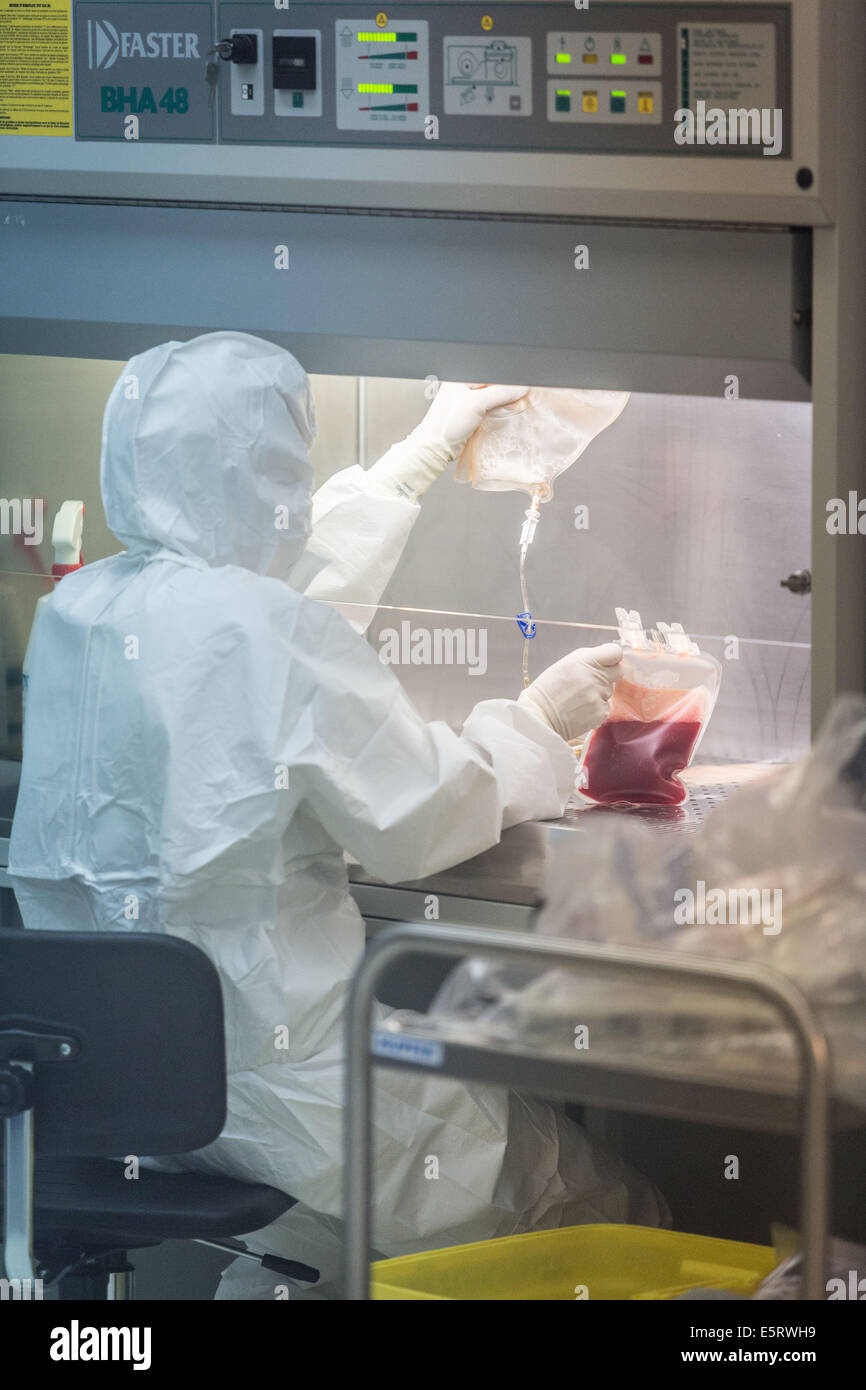 Technician preparing a hematopoietic stem cells bag , Cell Therapy Unit, CTSA in Clamart, France. Stock Photo