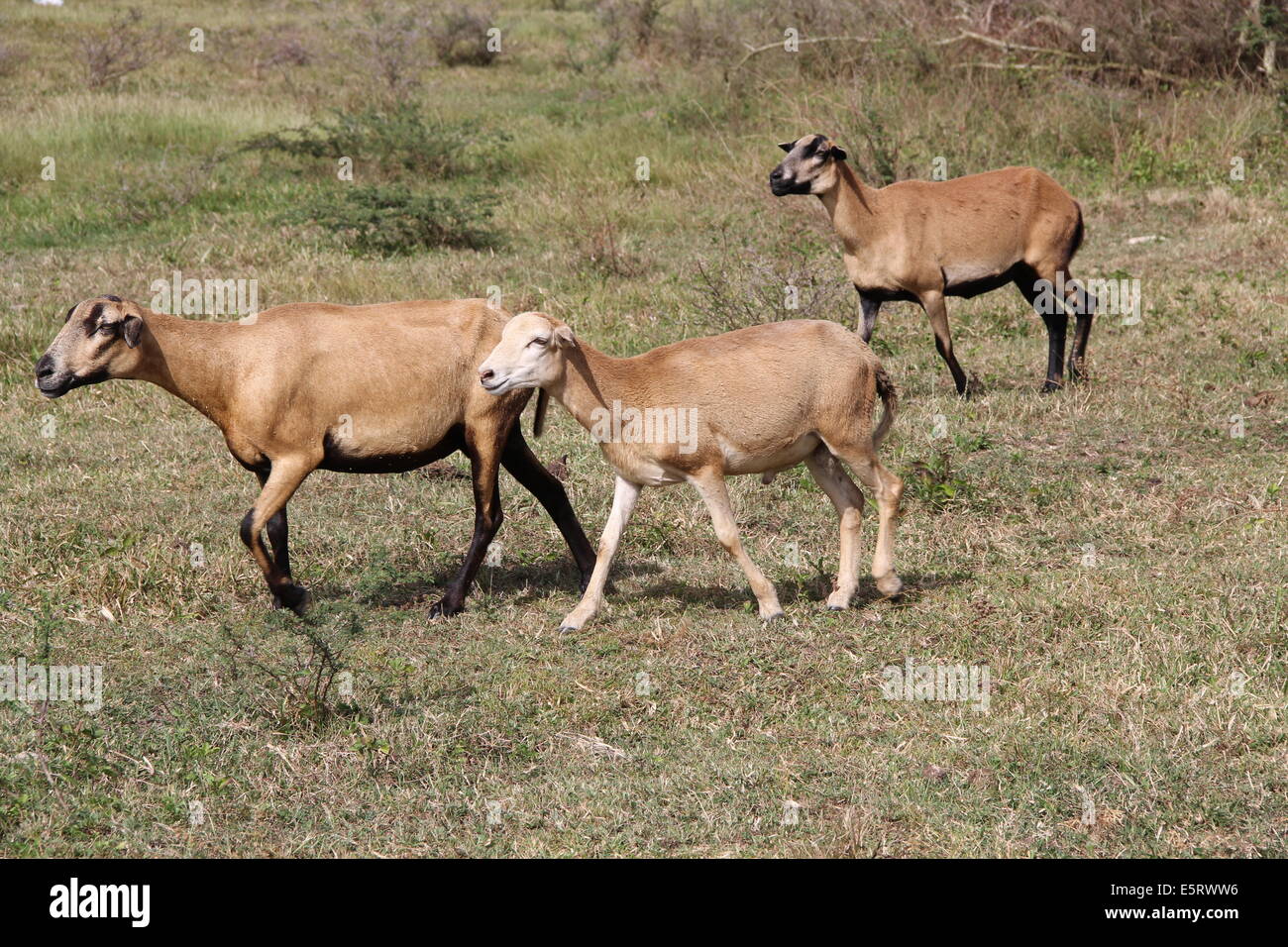 Three brown sheep grazing and roaming free in Antigua Barbuda, Caribbean Lesser Antilles West Indies, Stock Photo