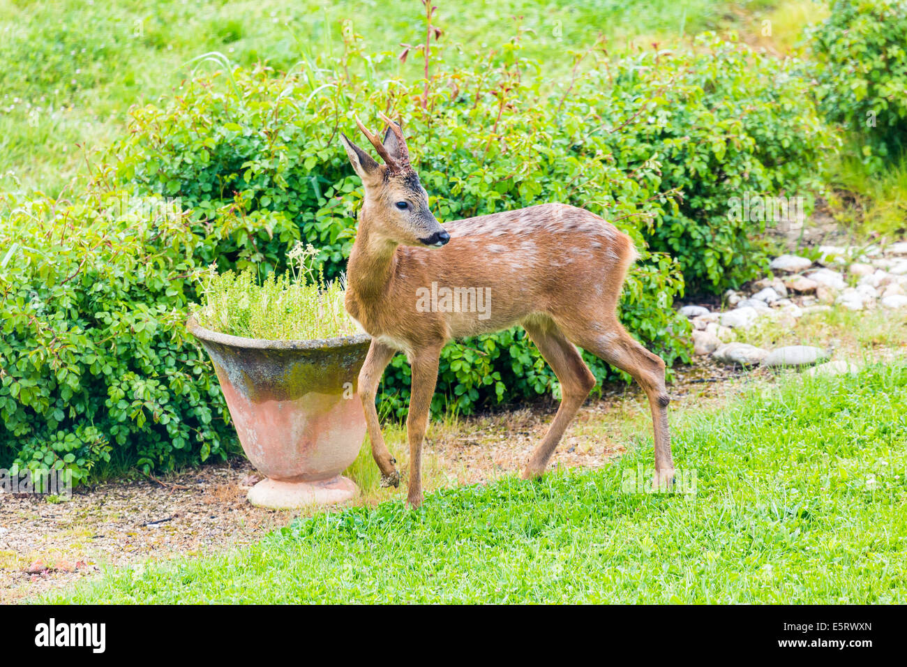 Deer in a garden Stock Photo - Alamy