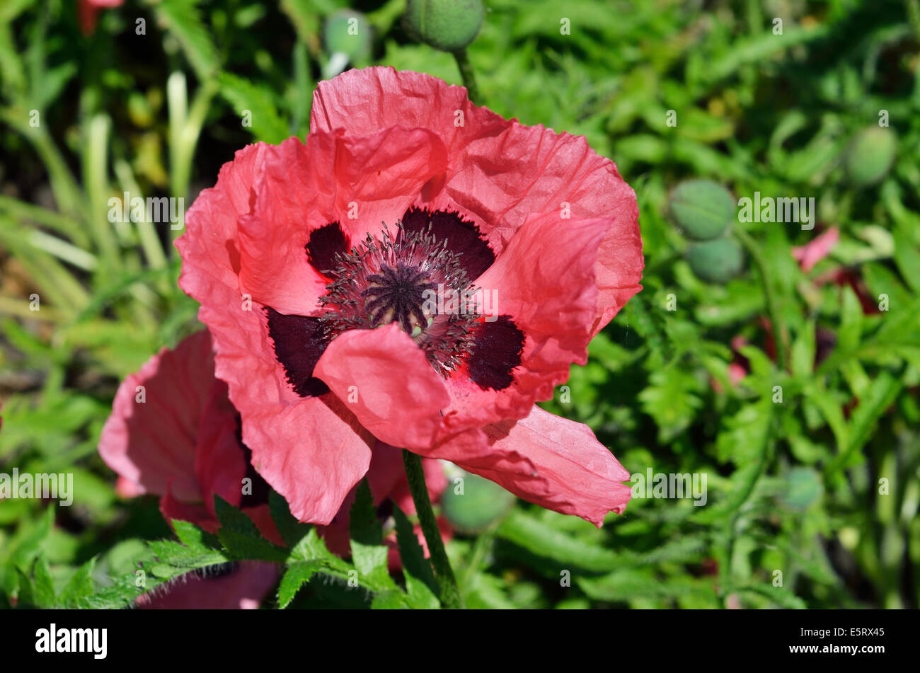 Red flower of cultivated poppy Stock Photo