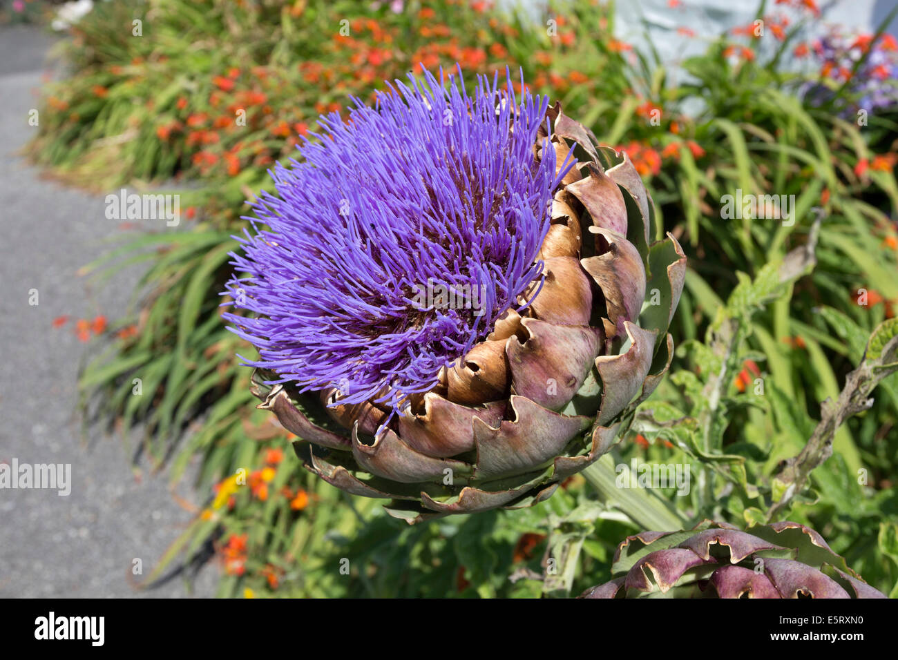 Artichoke Flower Head England Stock Photo