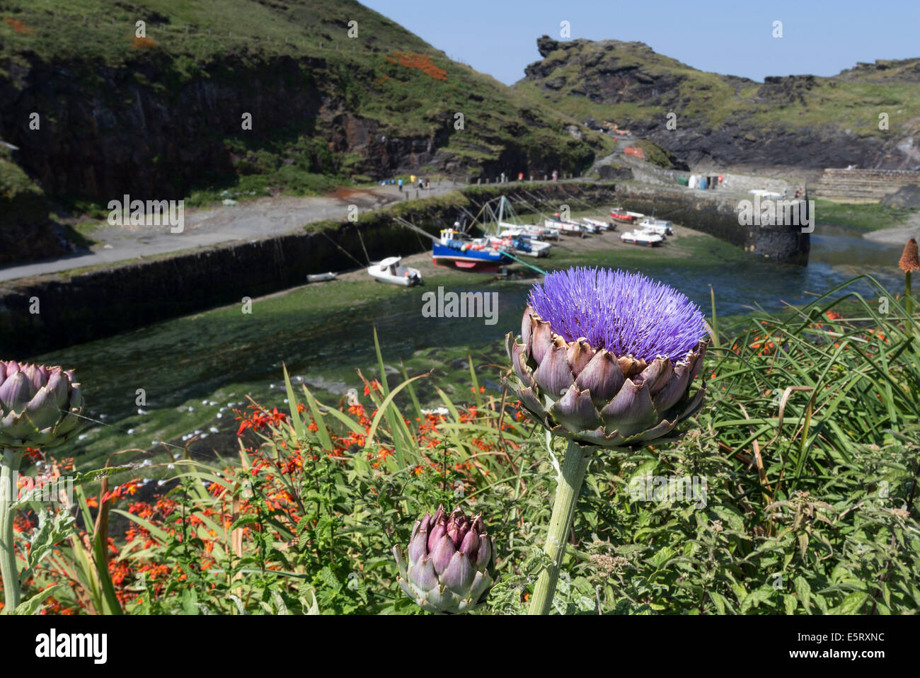 Artichoke Flowers with Boscastle Harbour in the Background Cornwall England UK Stock Photo