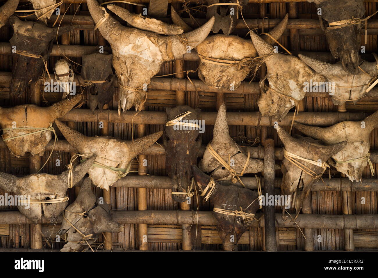Skulls of mython (wild ox) that have been sacrificed, on exterior wall of house, Krai Do (Burmese: Kyar Hto) village Stock Photo