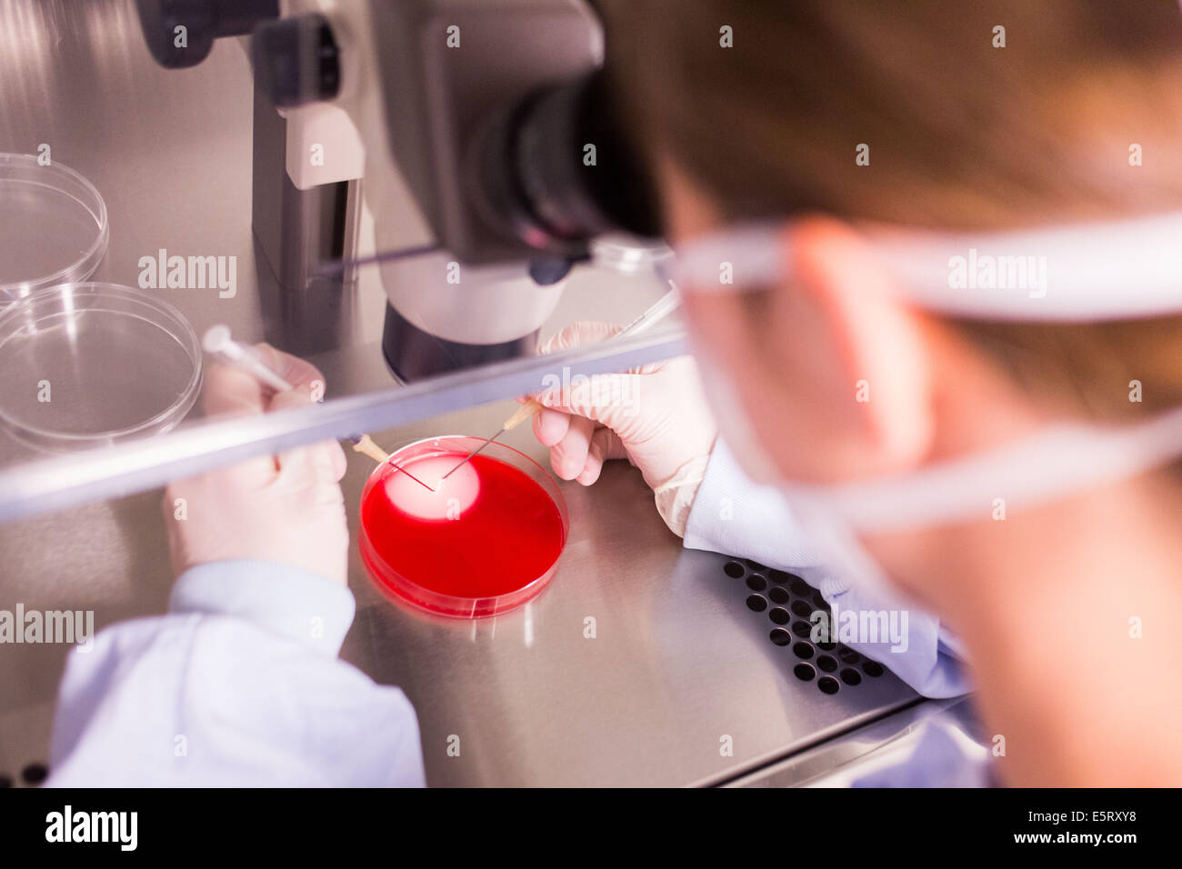 A technician is using a light microscope to select human eggs (ovum) for in vitro fertilization, Medically Assisted Procreation Stock Photo