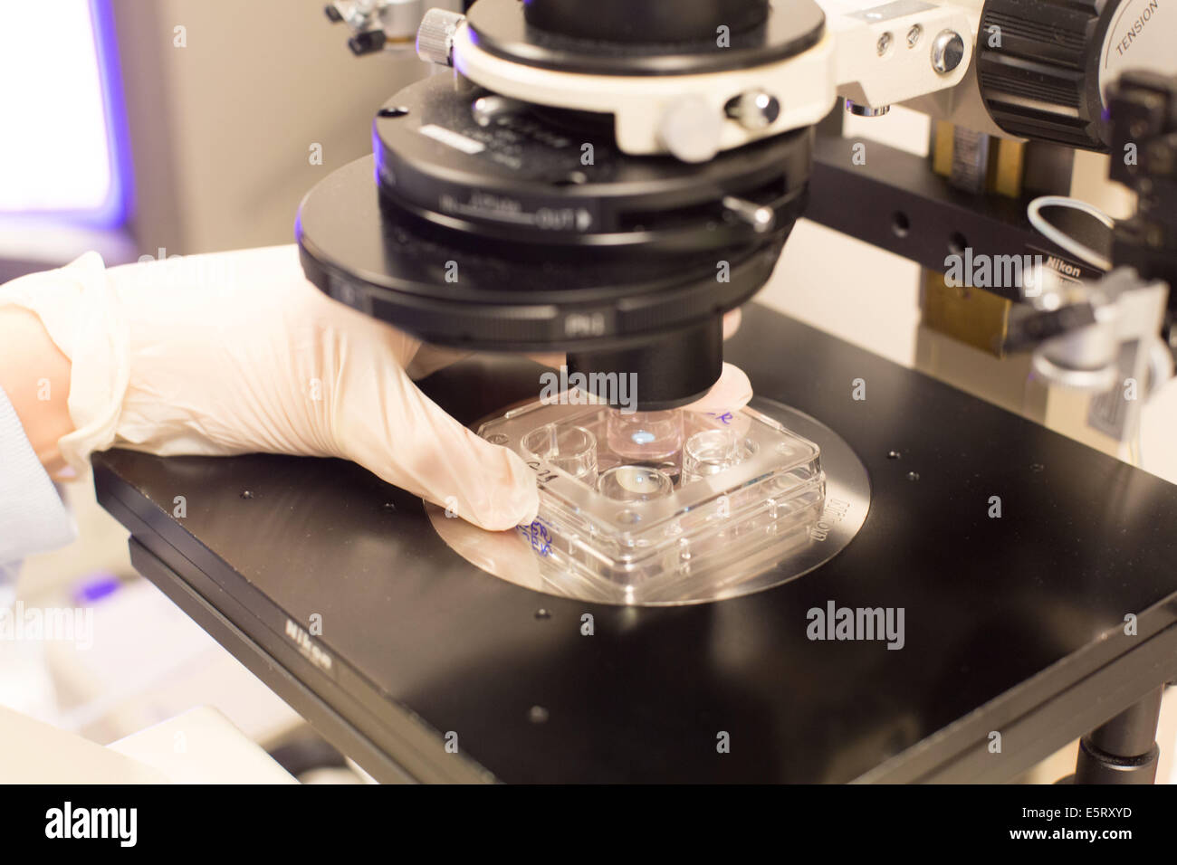 Technician at an in vitro fertilisation (IVF) clinic examining embryos under a microscope, Medically Assisted Procreation Stock Photo