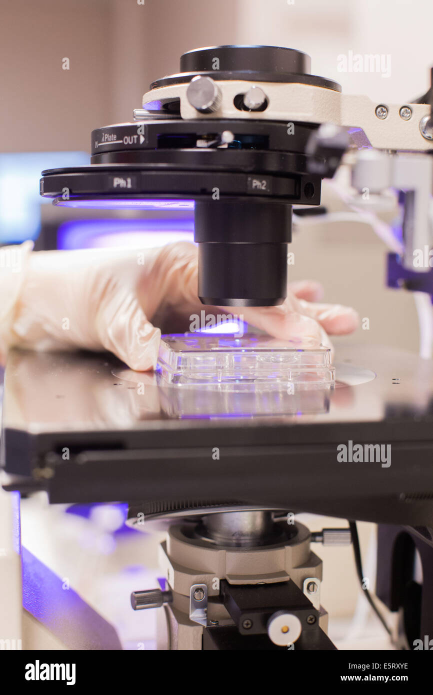 Technician at an in vitro fertilisation (IVF) clinic examining embryos under a microscope, Medically Assisted Procreation Stock Photo