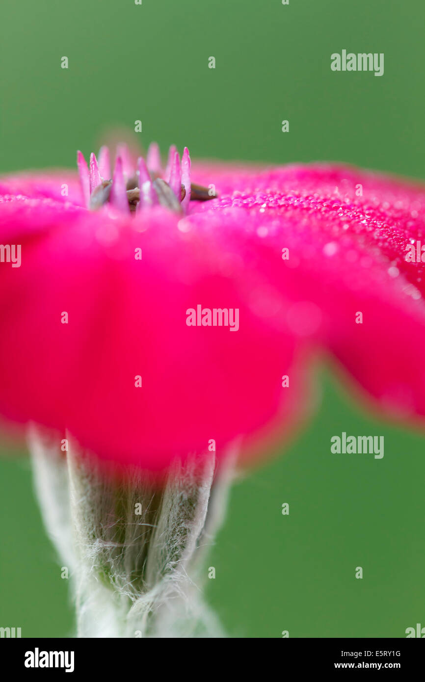 Rose Campion, Crown Pink, Mullein pink (Lychnis coronaria, Silene coronaria) Caryophyllaceae, close-up, macro. Stock Photo