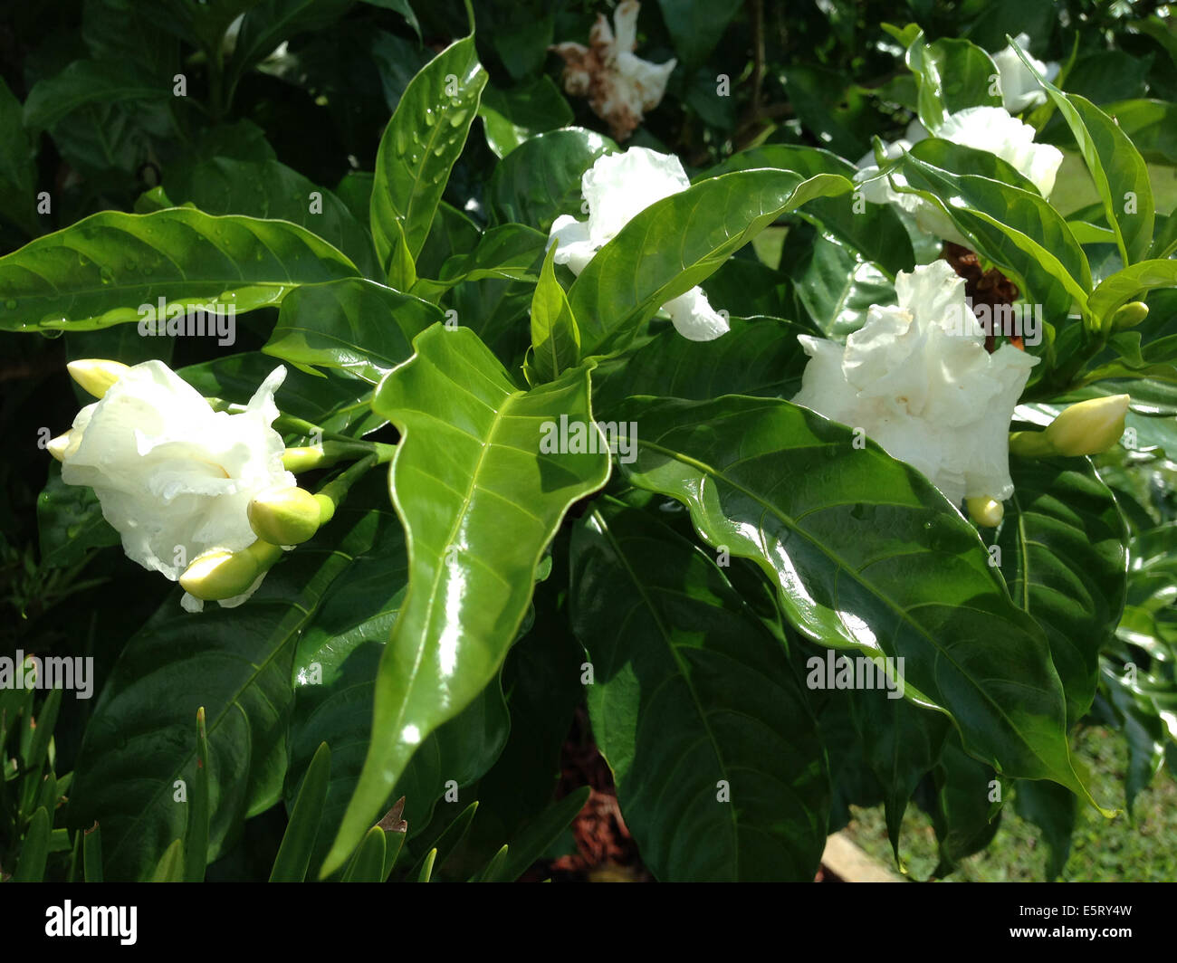The white flowers on a Gardenia bush (Rubiaceae) Stock Photo