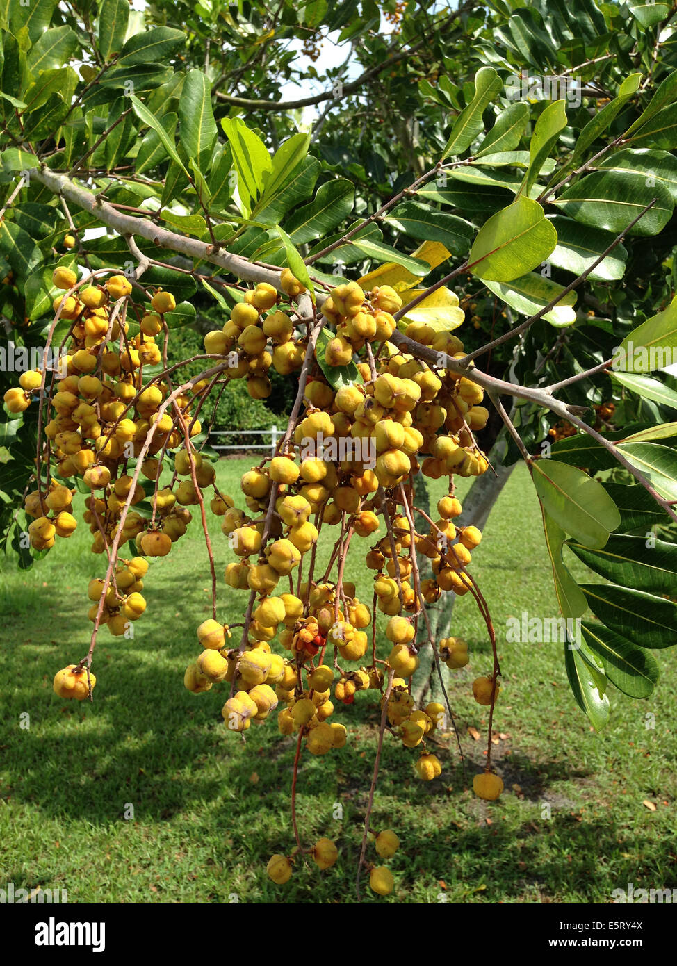 Fruits on a Carrotwood Tree Cupaniopsis anacardioides in Florida Stock Photo