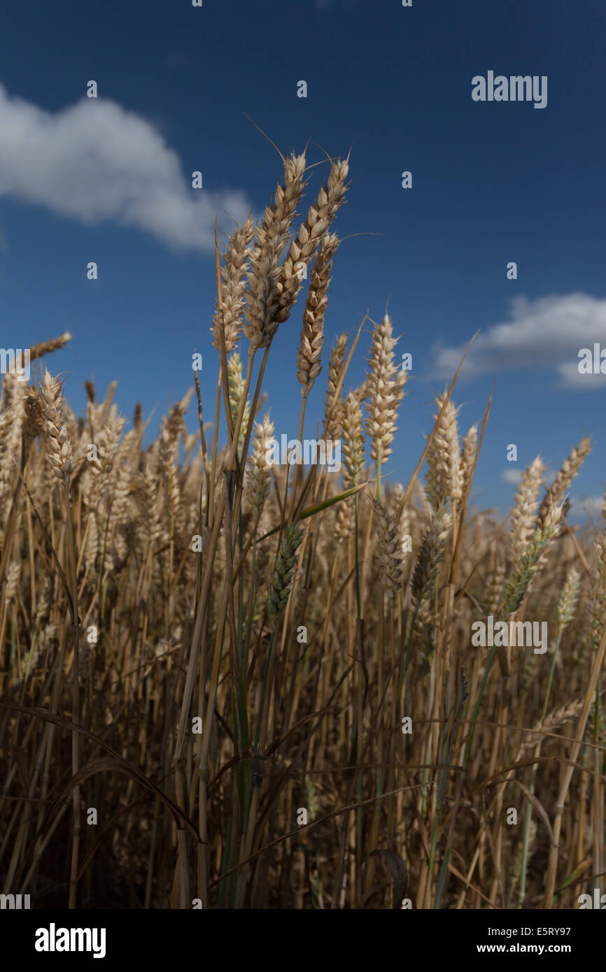 Corn field with blue sky, clouds and sunshine Stock Photo - Alamy