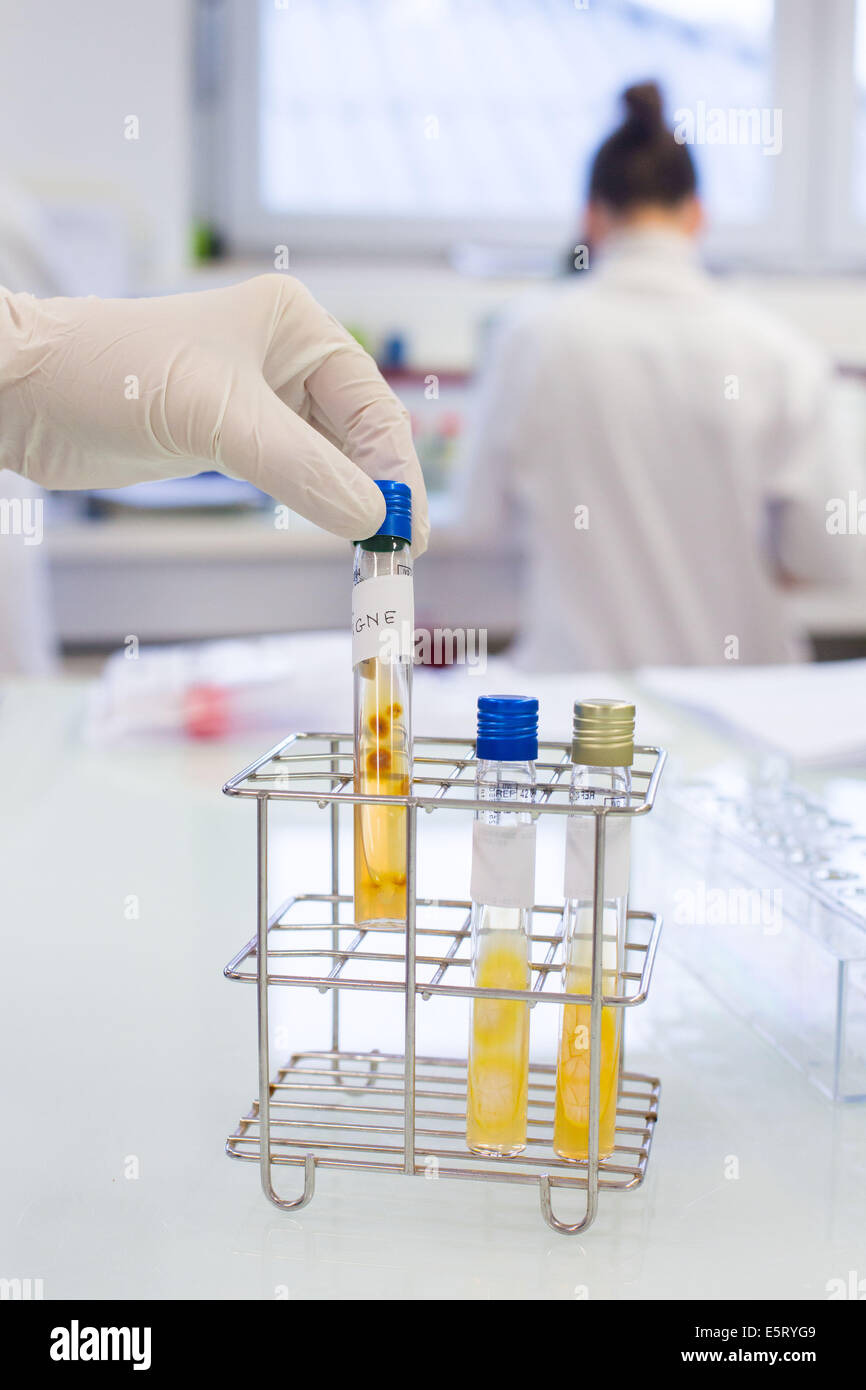 Trichophyton culture in test tubes, microbiology laboratory Stock Photo
