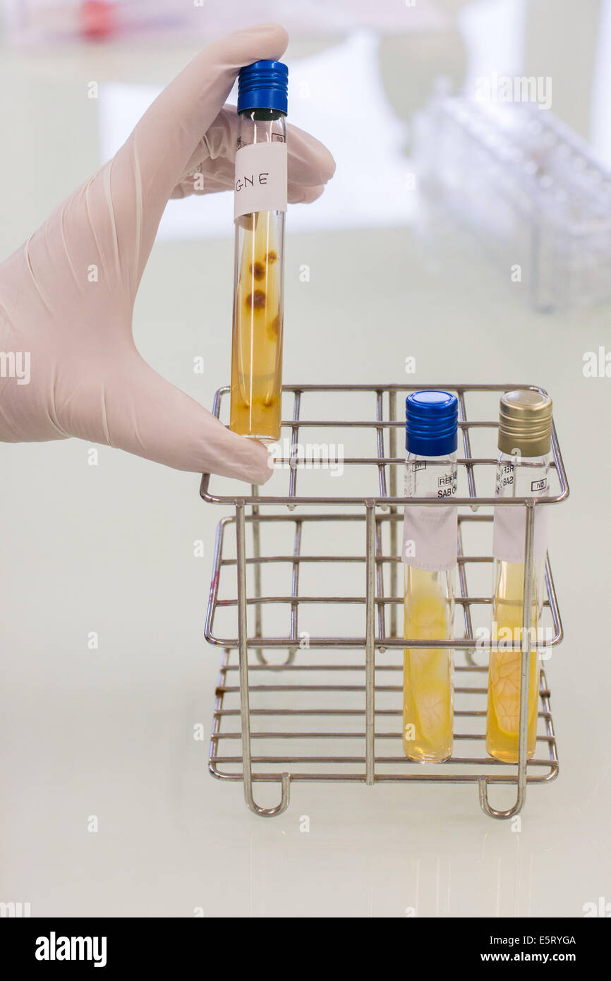 Trichophyton culture in test tubes, microbiology laboratory. Stock Photo