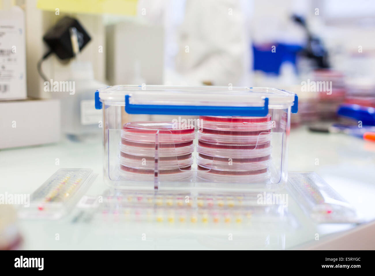 Petri dishes in a microbiology laboratory Stock Photo Alamy