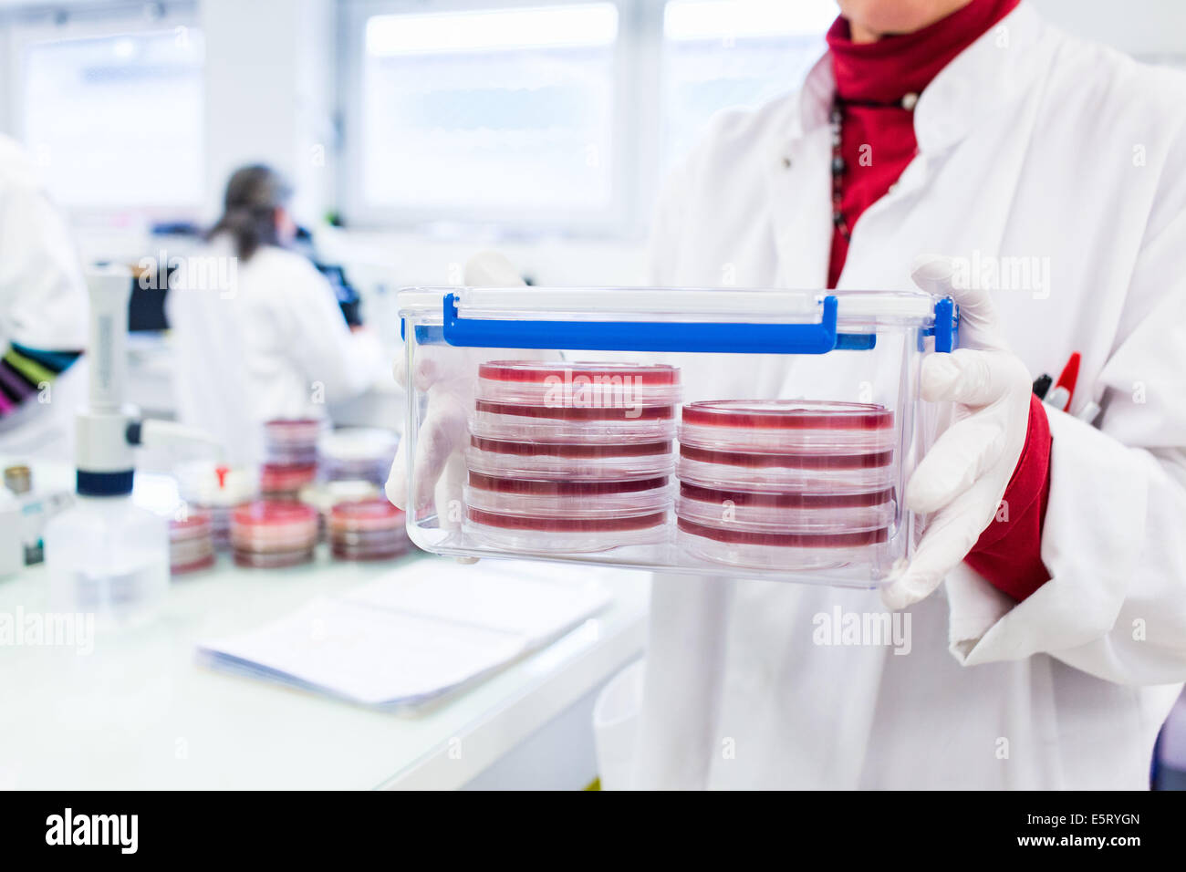 Petri dishes in a microbiology laboratory Stock Photo Alamy