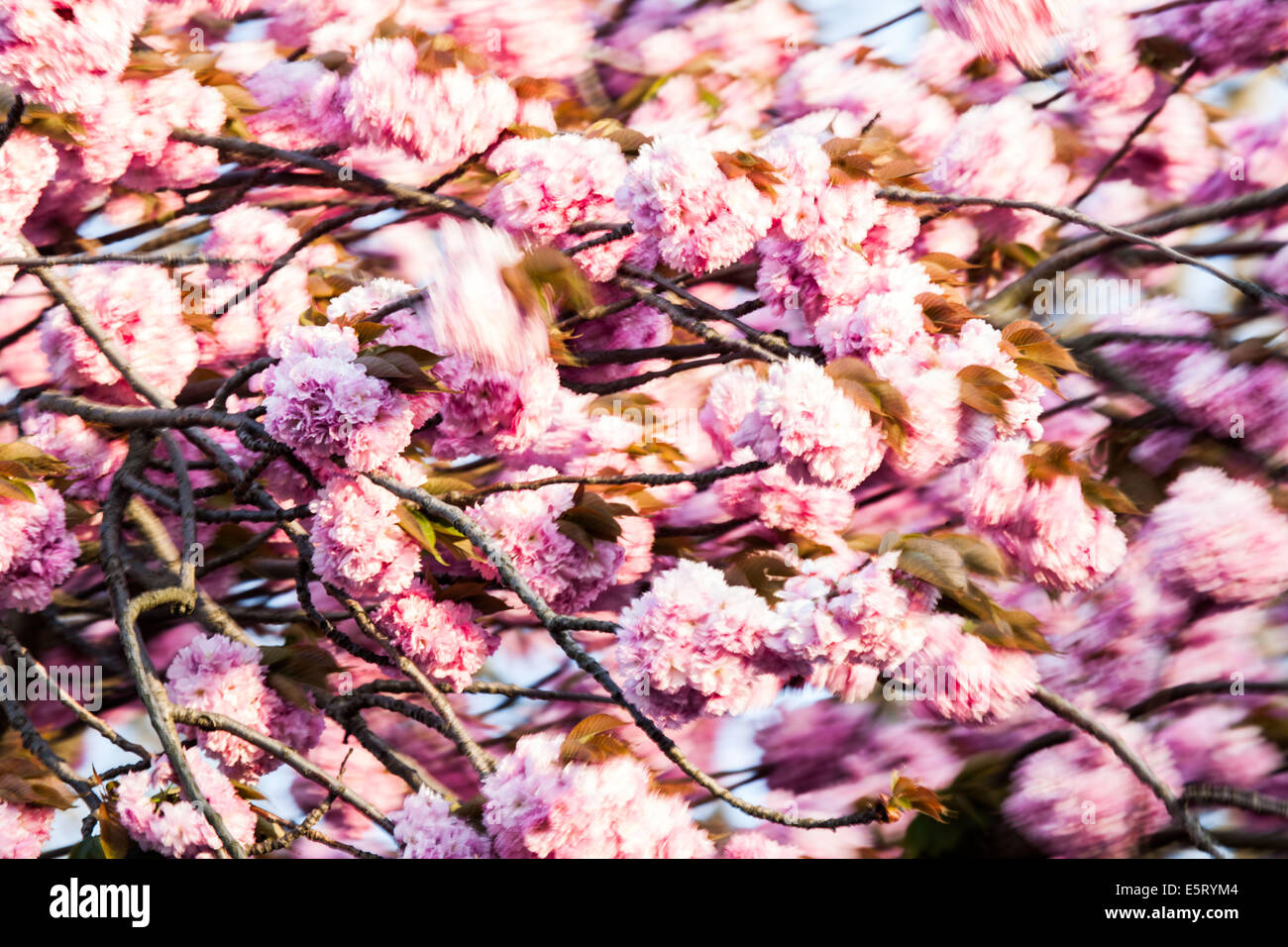 Cherry orchard (Prunus sp.) Stock Photo