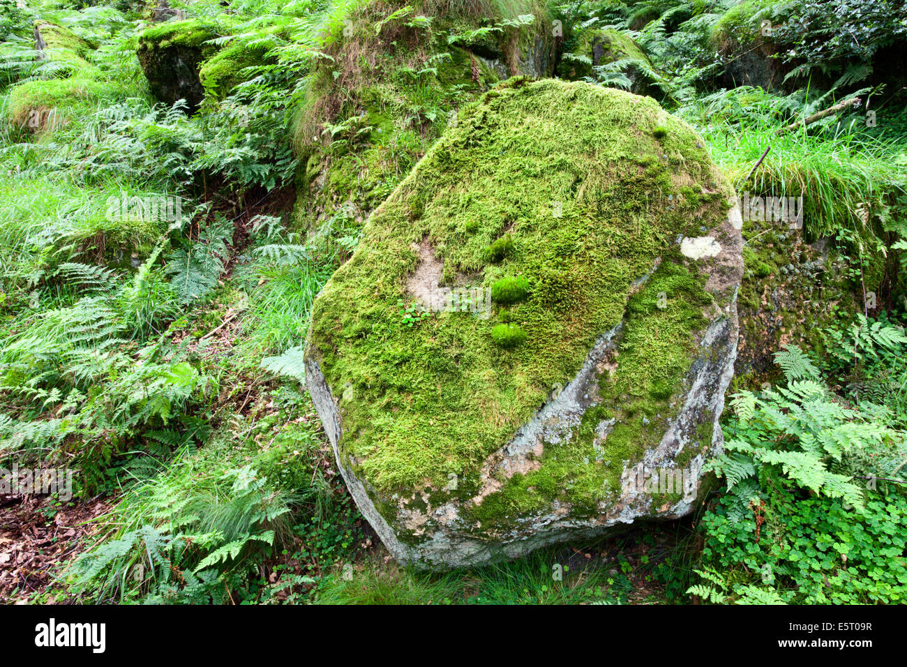 Mossy Rock in Guisecliff Wood Pateley Bridge North Yorkshire England Stock Photo