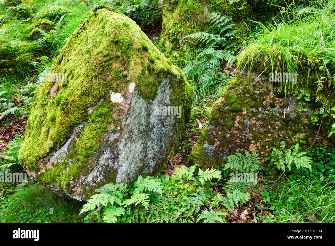 Mossy boulders hi-res stock photography and images - Alamy