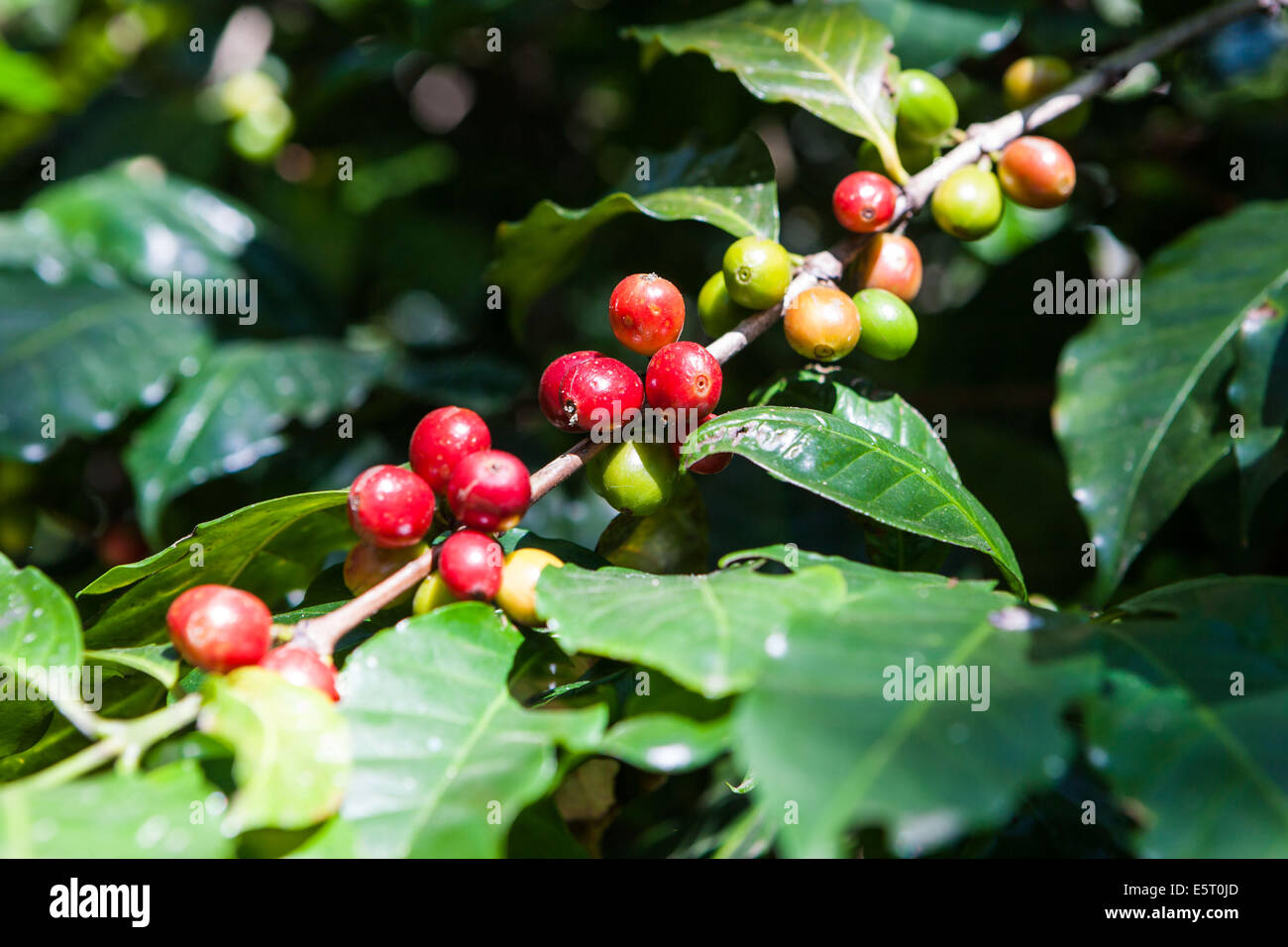 Branche of coffee tree (Coffea arabica) bearing maturing fruits (drupe). Stock Photo