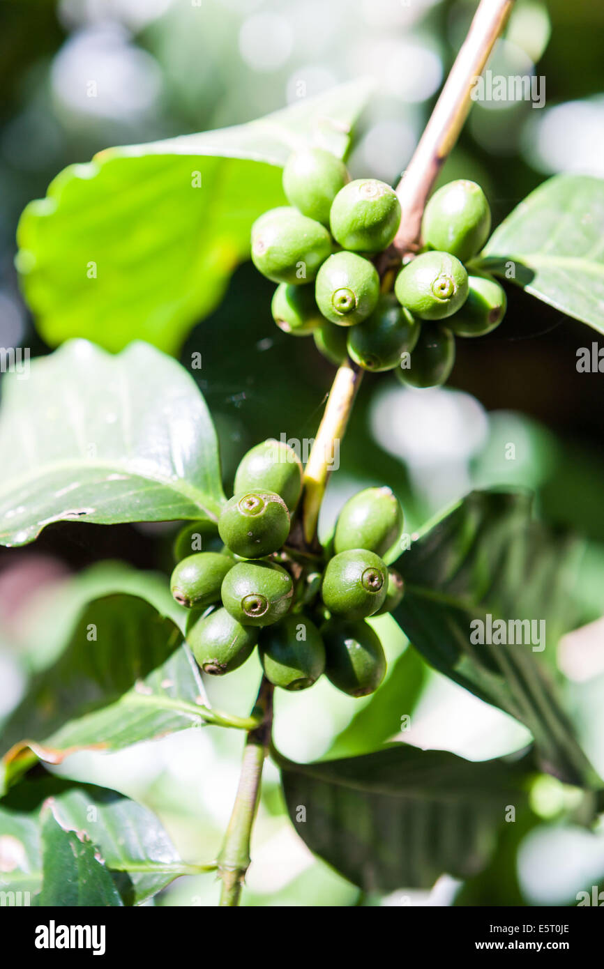 Branche of coffee tree (Coffea arabica) bearing green fruits (drupe). Stock Photo
