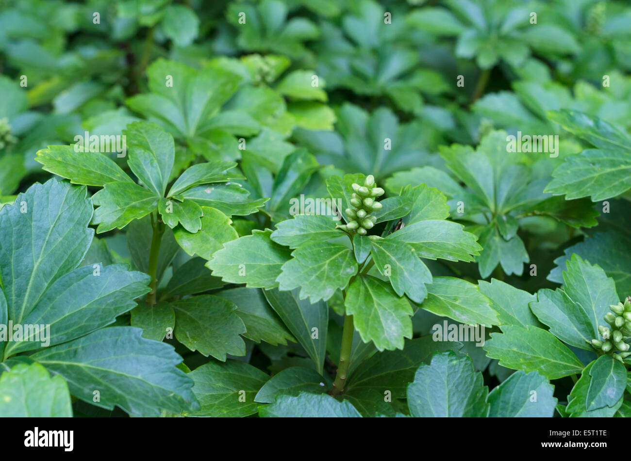 pachisandra green foliage - pachisandra terminalis Stock Photo