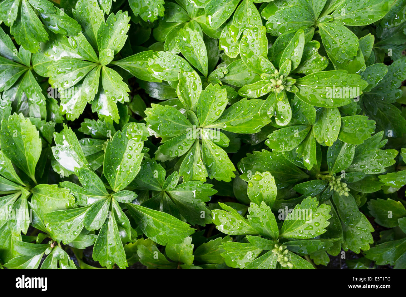 Pachysandra terminalis ground cover garden hires stock photography and