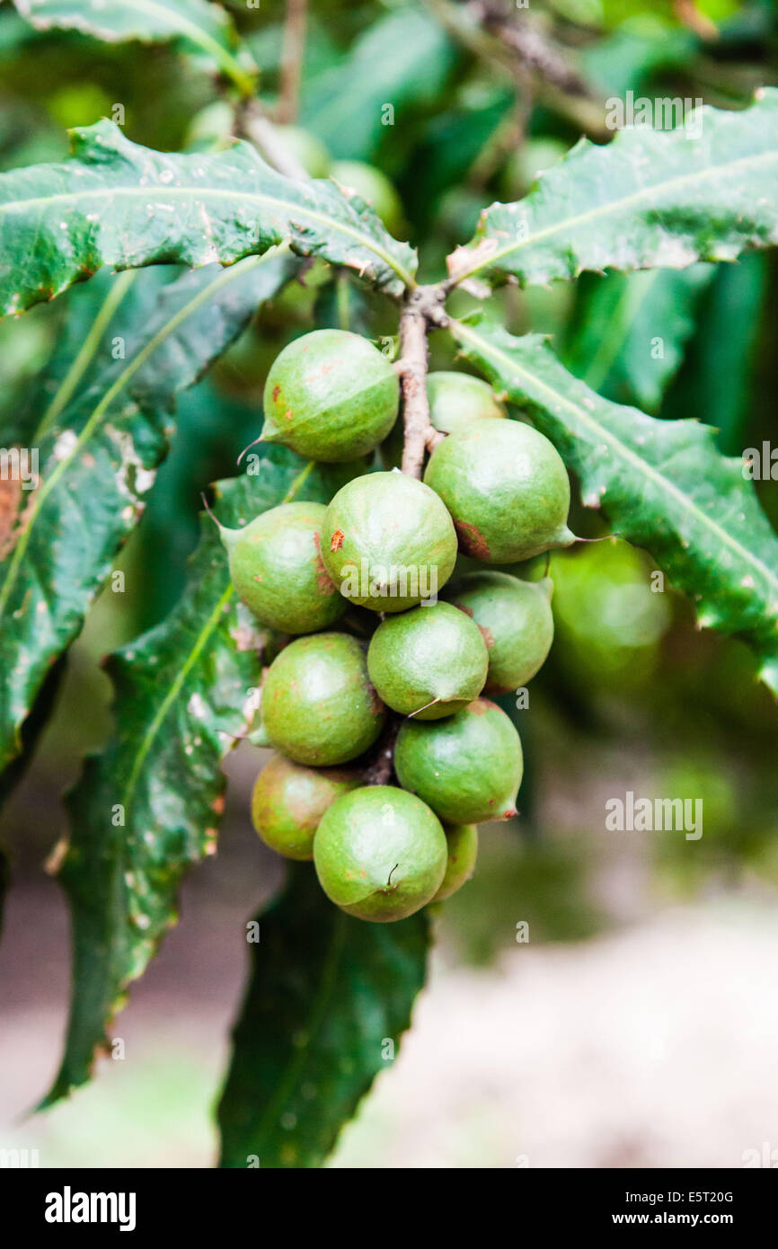 Nuts on Macadamia tree (Macadamia integrifolia). Stock Photo