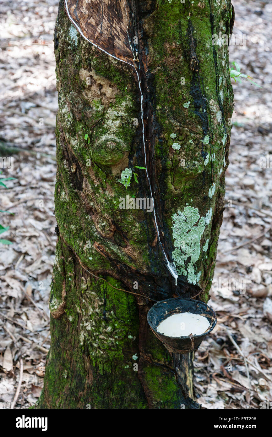 Milky Sap High Resolution Stock Photography and Images Alamy