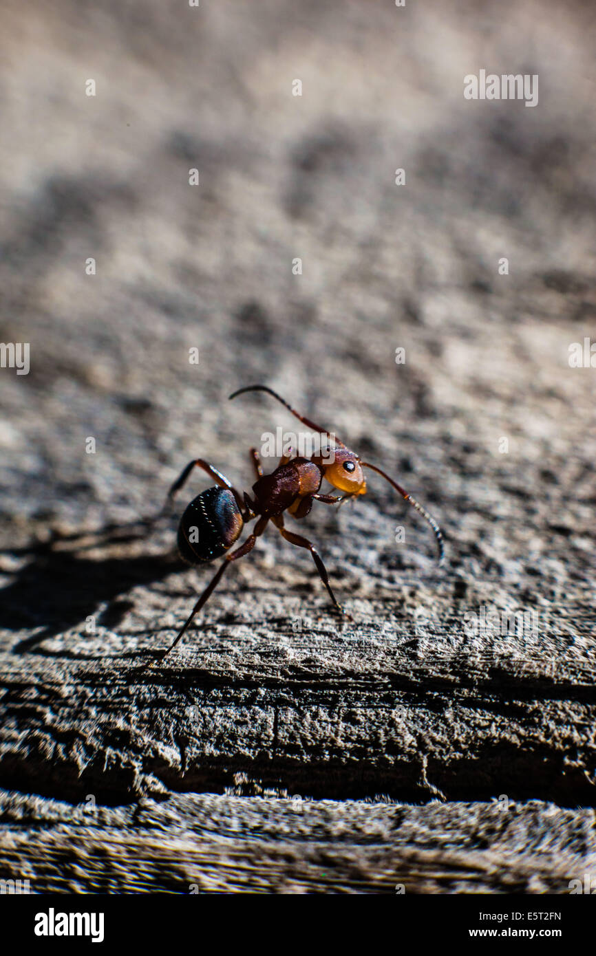 Wood ant (Formica sp.). Stock Photo