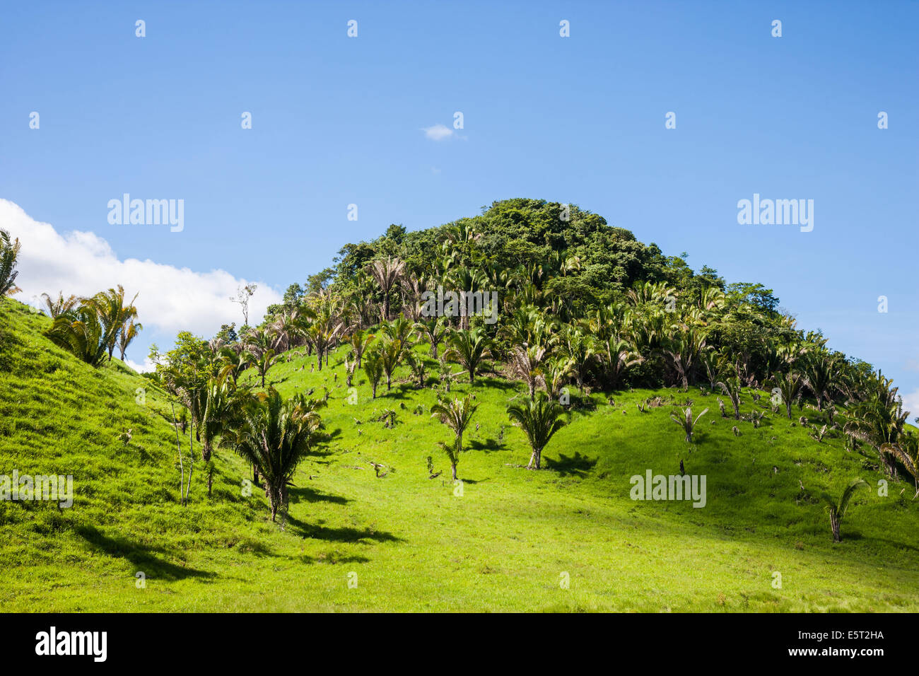 Deforestation in Guatemala. Stock Photo