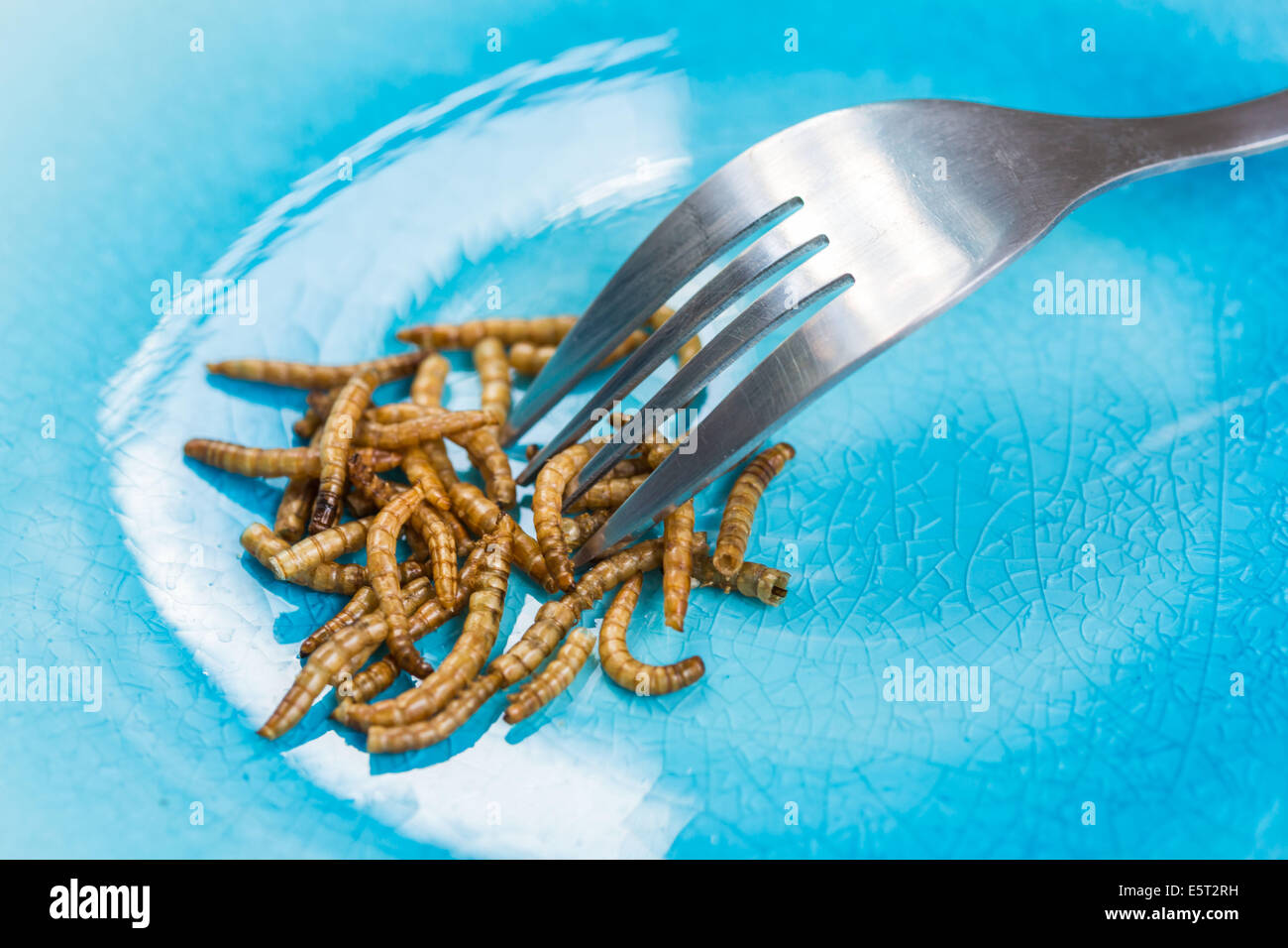 Edible mealworms Stock Photo Alamy
