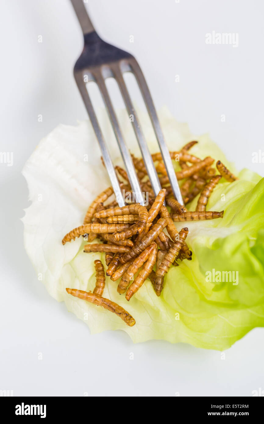 Edible mealworms Stock Photo 72443832 Alamy