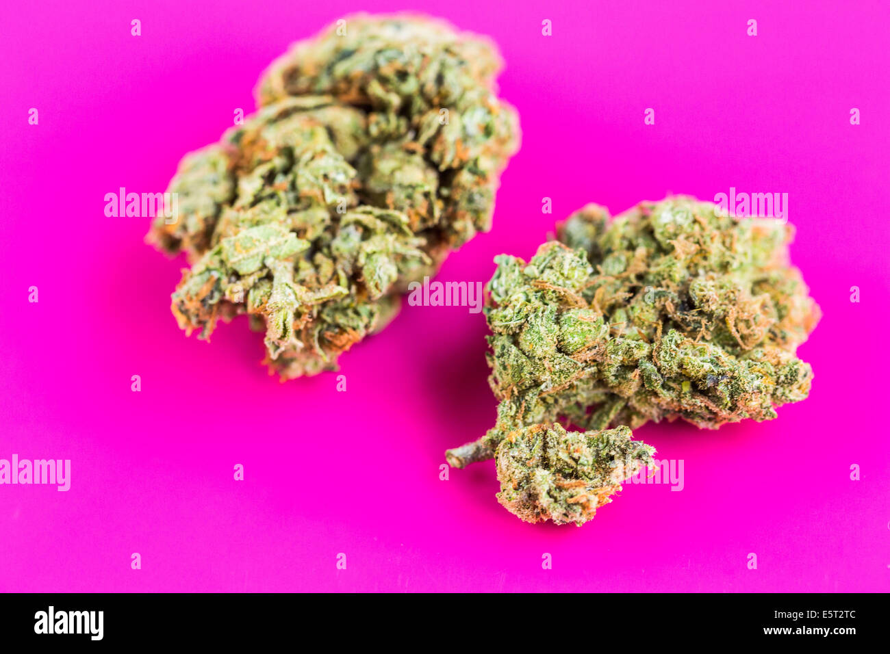 Flowering tops from the plant Cannabis sativa. Stock Photo
