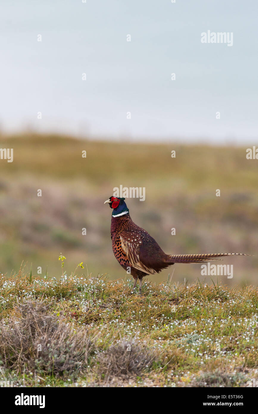 Pheasant Rspb The pheasant is not endangered hi-res stock photography and images - Alamy