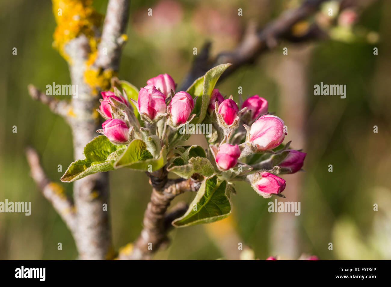 Cherry orchard (Prunus sp.). Stock Photo