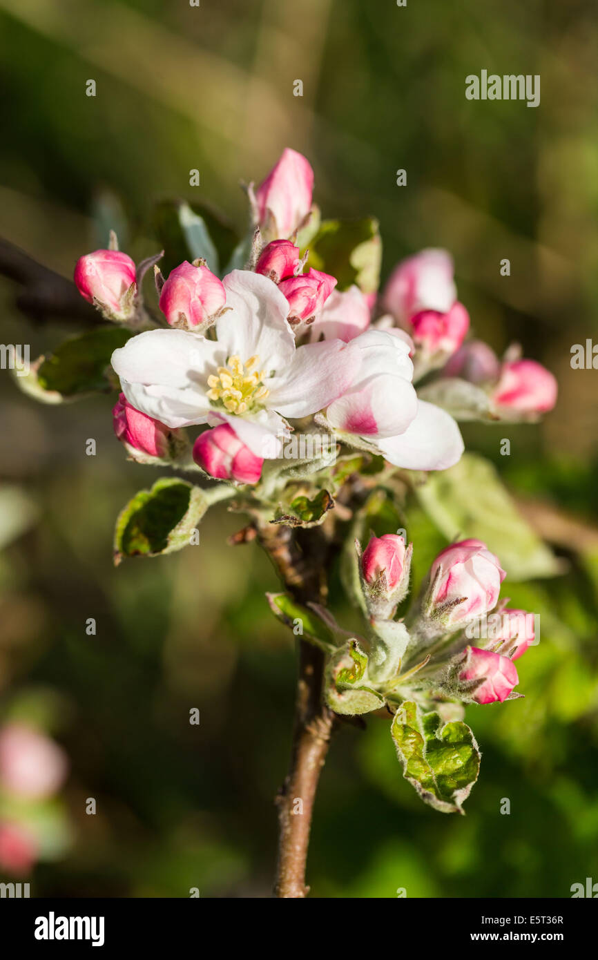 Cherry orchard (Prunus sp.). Stock Photo