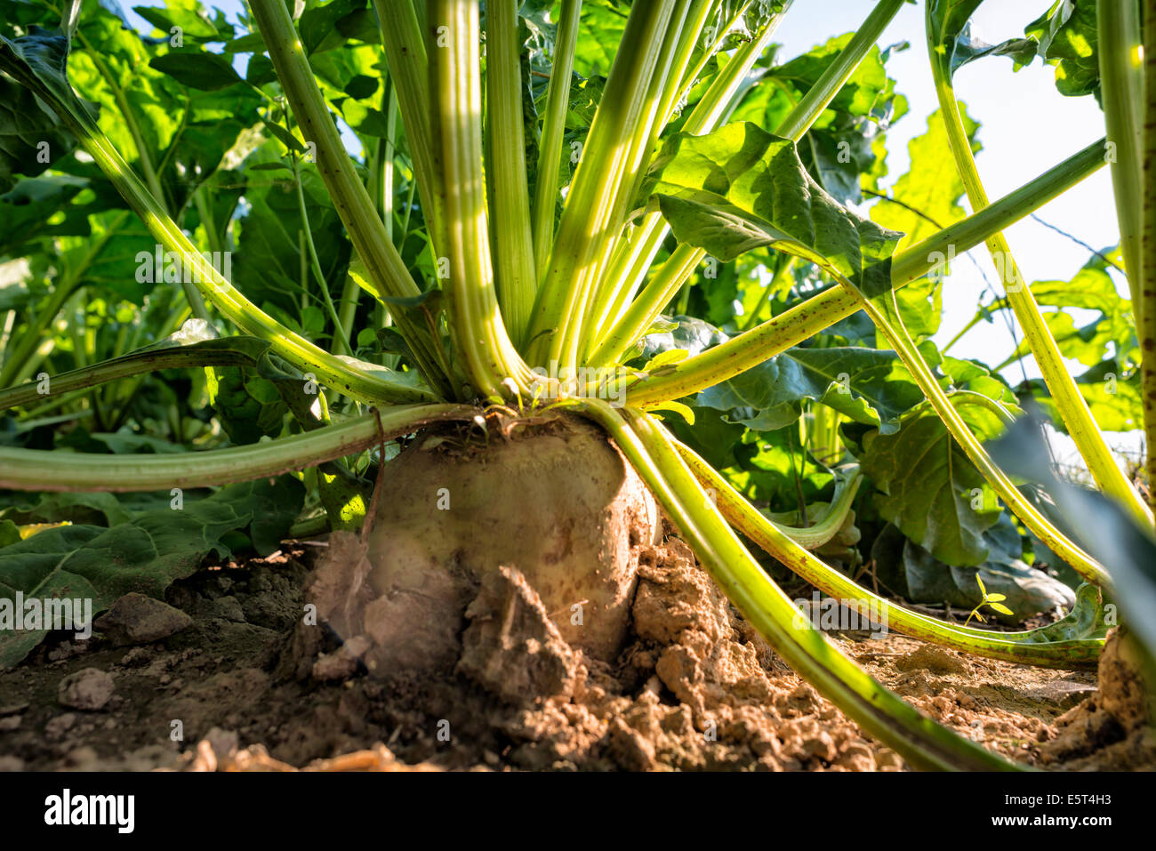 A sugar beet Stock Photo Alamy