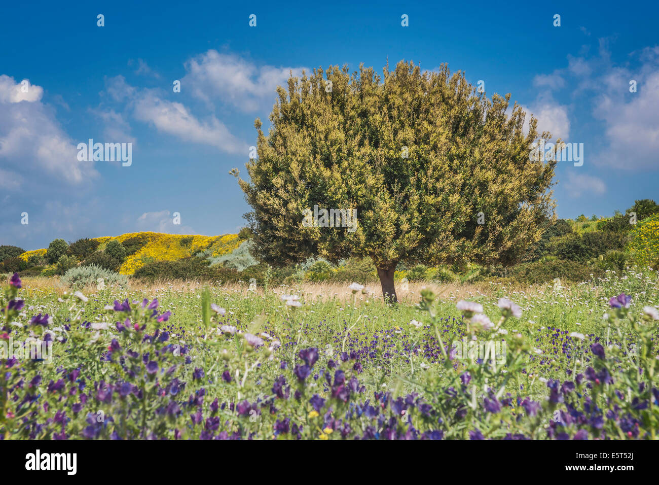 The holm oak (Quercus ilex) is a species of the beech family (Fagaceae). The holm oak is native to the Mediterranean area. Stock Photo