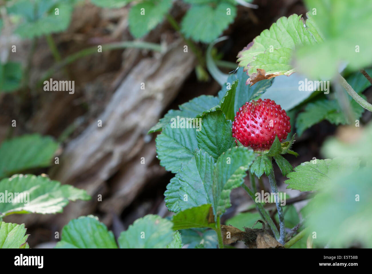 Ripe strawberries forest hi-res stock photography and images - Alamy