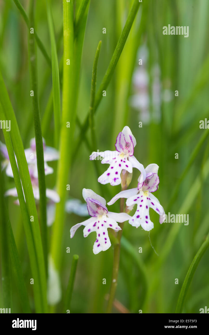 Round-leaved orchids, Amerorchis rotundifolia, growing beside a calcarious bog, Wagner Bog Natural Area, Alberta Stock Photo