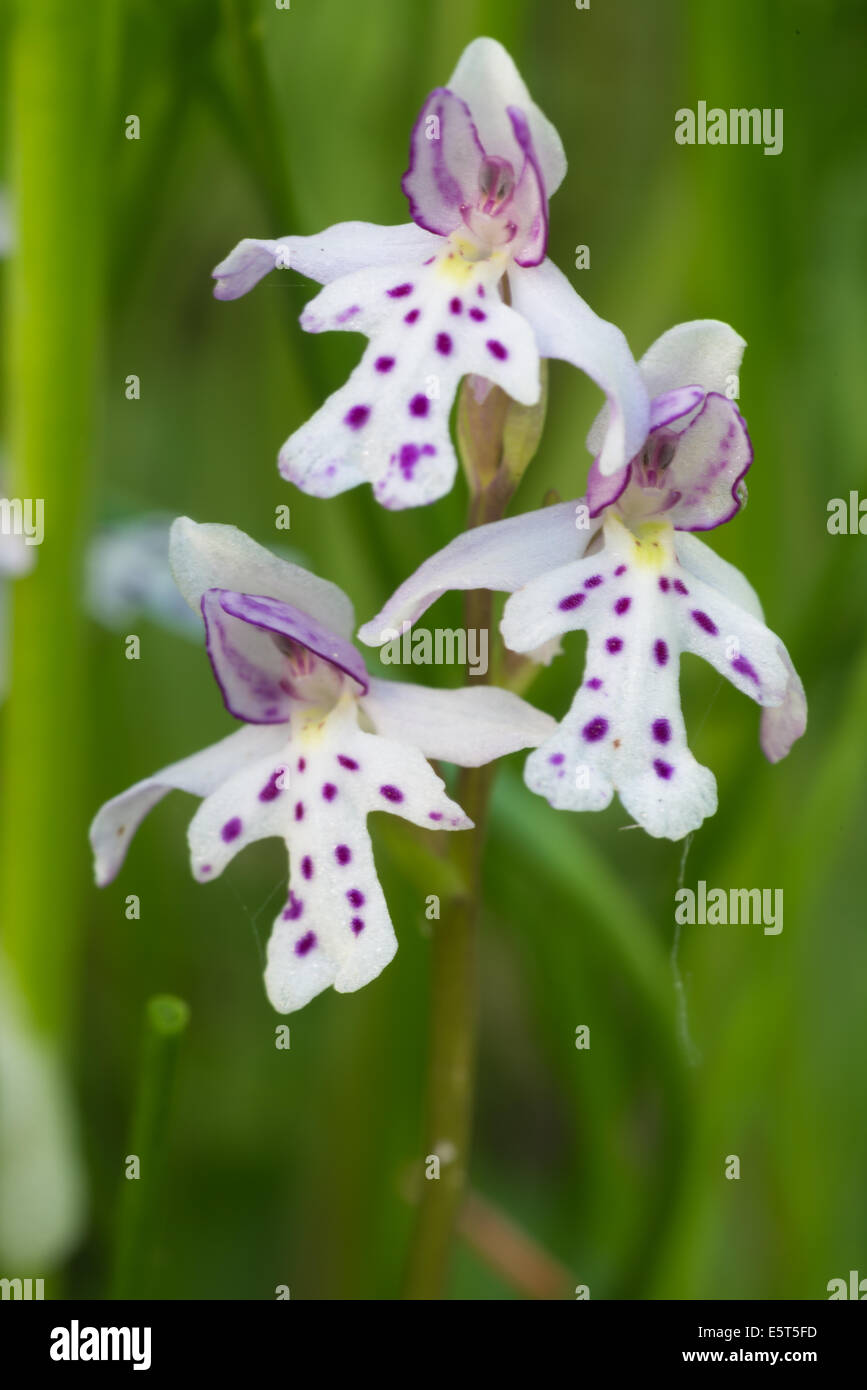 Closeup of a trio of round-leaved orchids, Amerorchis rotundifolia, growing beside  a calcarious bog, Wagner Bog Natural Area Stock Photo