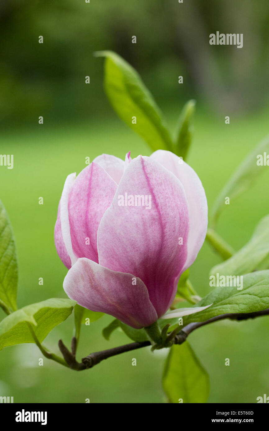 Magnolia x soulangeana flower bud Stock Photo - Alamy