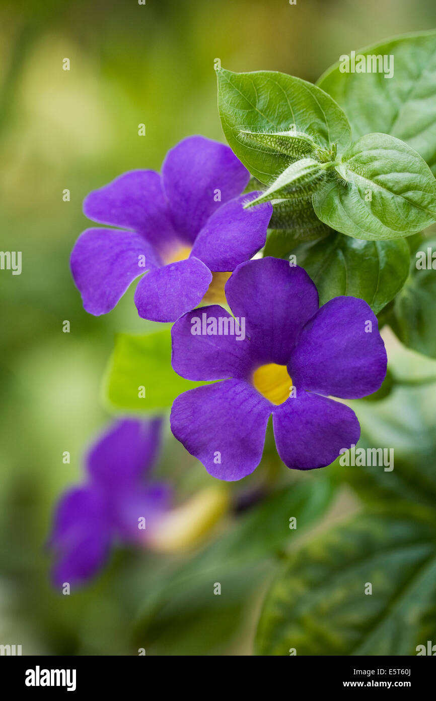 Bengal clock vine flowers hi-res stock photography and images - Alamy