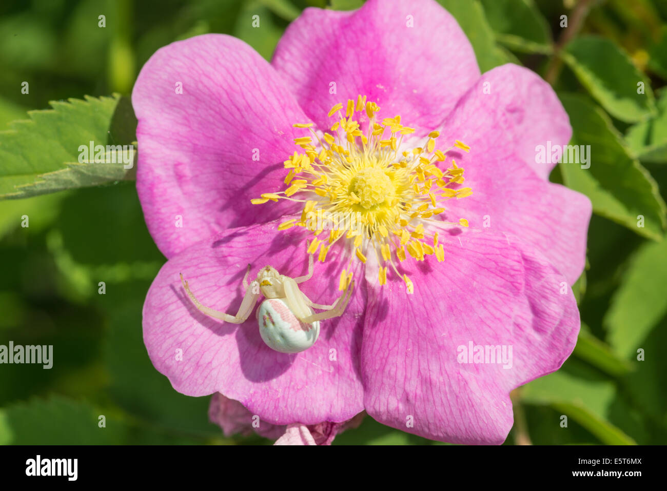 Female goldenrod crab spider, Misumena vatia, lying in wait for prey on a prairie rose, Rosa arkansana, Wagner Bog, Alberta Stock Photo